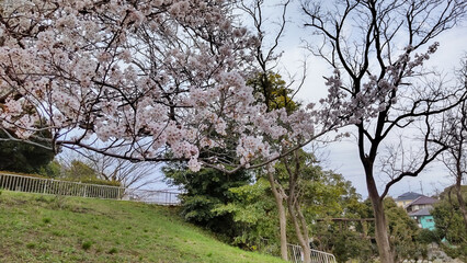 岸根桜