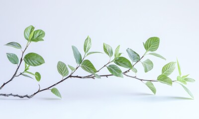 Fototapeta premium Delicate Green Leaves On Branch Against Clean White Background