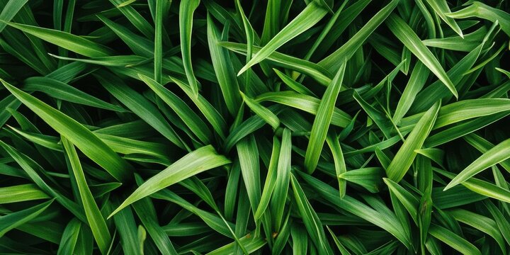 Lush green grass texture with vibrant blades arranged densely, providing ample negative space for text in the top and bottom areas of the image.