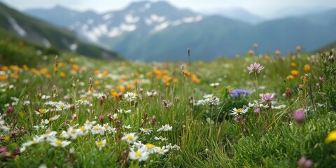 Vibrant alpine flower meadow on Mt KitaYokodake with colorful wildflowers in shades of yellow pink and white against a lush green landscape backdrop.