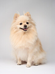 A fluffy Pomeranian is sitting on a light grey background, smiling slightly. The dog soft fur and friendly demeanor are the focus of this studio portrait.