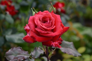 Close up of a vibrant red rose blooming in a garden, showcasing its delicate petals and rich color