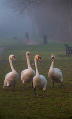A group of swans walking to the side of the lake as the fog passes by. 