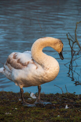 A swan cleaning its feathers near the lake on a foggy winters morning 