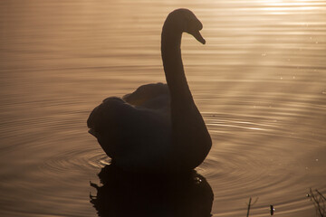 A swan on the lake as the morning fog crosses over the sky 