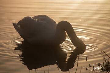 A swan on the lake as the morning fog crosses over the sky 