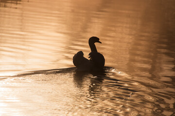 A swan on the lake as the morning fog crosses over the sky 