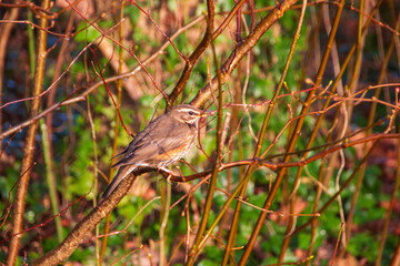 A close up view of a redwing bird eating a berry in the woods on a beautiful winters day