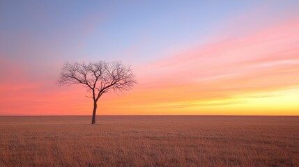 Lone tree at sunset, field, peaceful sky, nature serenity, landscape wallpaper