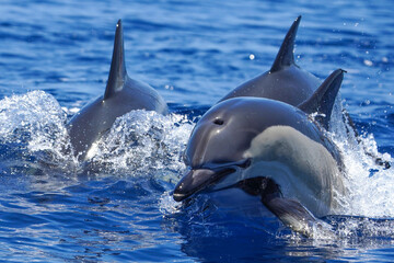 Three common dolphin, Delphinus delphis jumping
