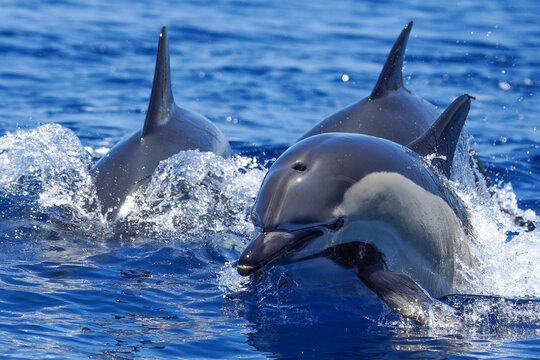 Three common dolphin, Delphinus delphis jumping