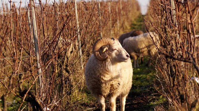 magnifique b&eacute;lier en portrait dans les vignes champenoises, les autres moutons en arri&egrave;re plan pour un travail d'&eacute;co p&acirc;turage, une fa&ccedil;on naturelle d'entretenir les vignes avec des animaux domestiques