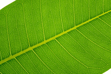 structure of leaf natural background. Nature foliage abstract of leave texture for showing concept of green business
