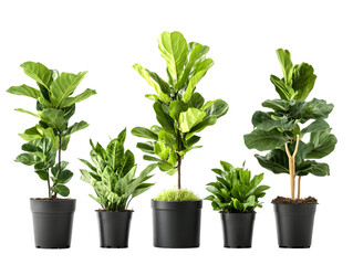 Fototapeta premium Assortment of Potted Fiddle Leaf Figs and Houseplants Transparent Background, PNG