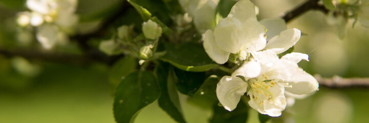 Blooming Apple tree branches with white flowers close-up.