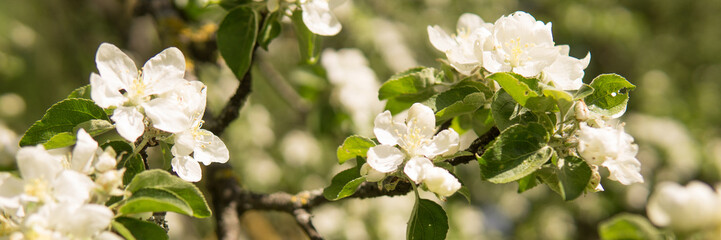 Blooming Apple tree branches with white flowers close-up.