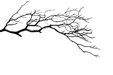 Obraz premium Bare Tree Branch with Water Droplets in Winter Transparent Background, PNG