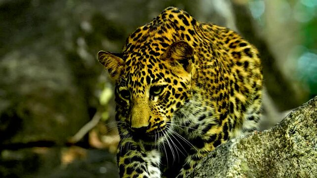 The Indian leopard (Panthera pardus fusca) is a versatile big cat with stunning rosettes, thriving in diverse habitats, from forests to urban edges, showcasing agility and stealth.