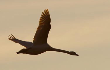 seagull flying in the sky
