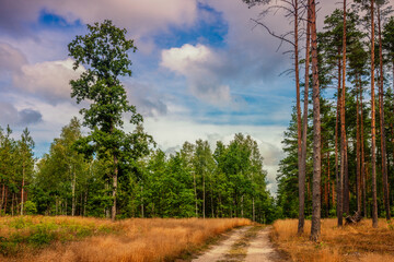 Leśna droga na Mazurach. © Janusz Lipiński