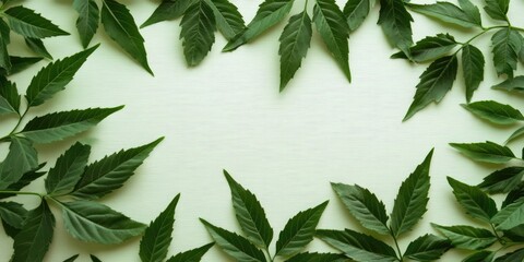 Futuristic light green background with vibrant isolated neem leaves arranged neatly to create a symmetrical border and ample copy space in center.