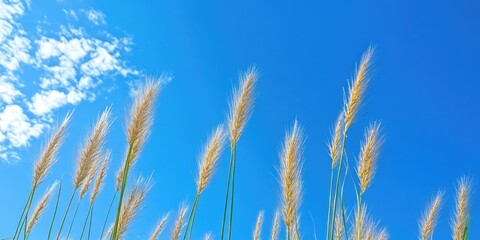 Fototapeta premium Rye spikes in golden hues against a vivid blue sky with wispy clouds creating a serene natural landscape highlighting seasonal beauty