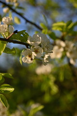 White apple blossoms on a spring tree branch in warm evening light — delicate petals and fresh green leaves perfect for nature, orchard, springtime, floral and seasonal themes.