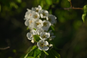 White apple blossoms on a spring tree branch in warm evening light — delicate petals and fresh green leaves perfect for nature, orchard, springtime, floral and seasonal themes.