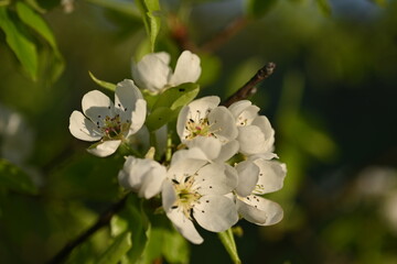White apple blossoms on a spring tree branch in warm evening light — delicate petals and fresh green leaves perfect for nature, orchard, springtime, floral and seasonal themes.