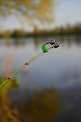 bell alarm is on fishing rod spinning in nature bells of allure are attached to the end of the...