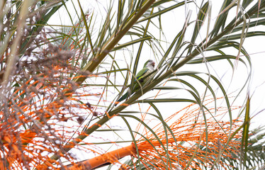 Monk parakeet (Myiopsitta monachus) parrot in Barcelona, Spain