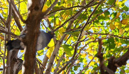 Monk parakeet (Myiopsitta monachus) parrot in Barcelona, Spain