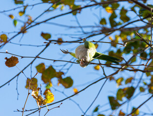 Monk parakeet (Myiopsitta monachus) parrot in Barcelona, Spain