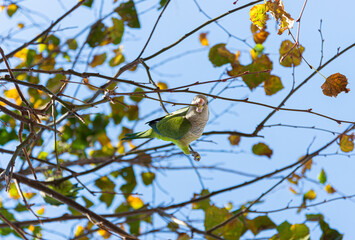 Monk parakeet (Myiopsitta monachus) parrot in Barcelona, Spain