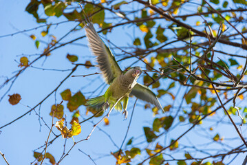 Monk parakeet (Myiopsitta monachus) parrot in Barcelona, Spain