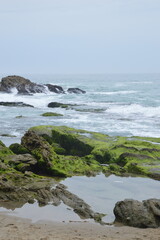 Seaweed on the Rocks