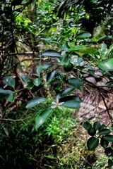 musk tamarind tree which is flowering and bearing fruit