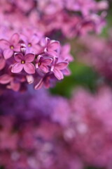 Obraz premium lilac colour of lilac flowers close up, pink flowers of a bunch of lilacs close up 