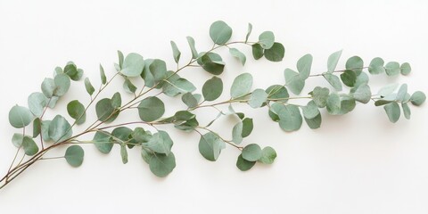 Eucalyptus branches arranged horizontally on a white background featuring soft green leaves with varied circular shapes and delicate stems