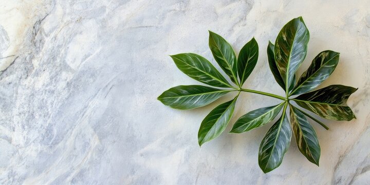 Tropical schefflera plant leaves on a textured marble surface in the top left corner with ample negative space for text in the bottom right