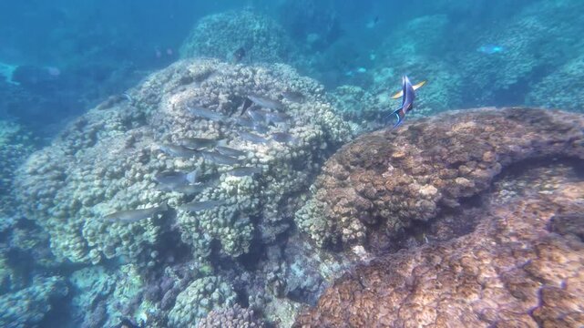 Beautiful reef and parrotfish while swimming at Dimaniyat Island, Muscat, Oman
