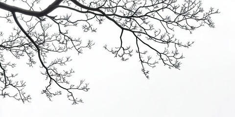 Fototapeta premium Silhouetted treetop branches against a bright white sky showcasing delicate intricate structures with a focus on nature's beauty and simplicity.