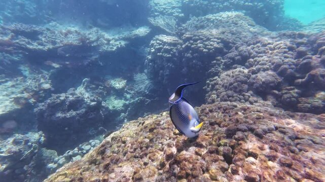 Beautiful reef and parrotfish while swimming at Dimaniyat Island, Muscat, Oman
