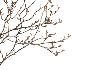 Illuminated Bare Tree Branch at Night Transparent Background, PNG