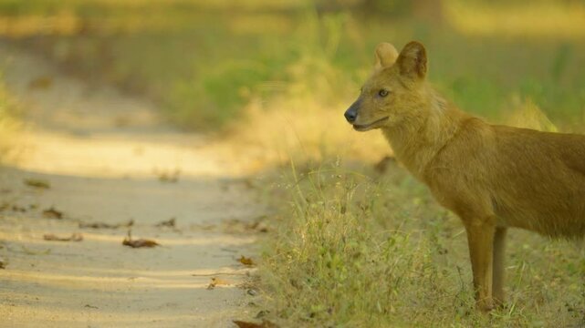 The dhole (Cuon alpinus) is a social, pack-living carnivore with a reddish coat, bushy tail, and remarkable teamwork in hunting, using unique vocalizations.