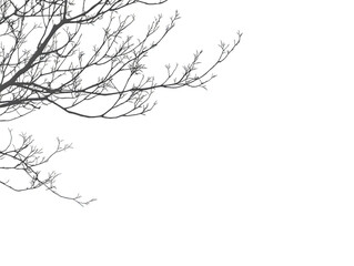Fototapeta premium Intricate Leafless Branches in Winter Transparent Background, PNG