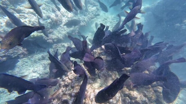 Beautiful reef and parrotfish while swimming at Dimaniyat Island, Muscat, Oman
