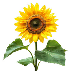 Obraz premium Beautiful sunflower flower. Flower isolated on a background. Single summer bright flower.