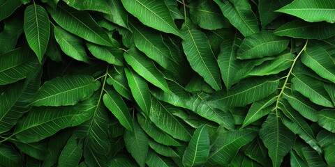 Vibrant green neem leaves densely layered across the image creating a rich, lush background perfect for nature-themed design projects.