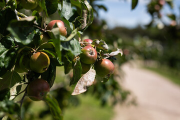 apple tree orchid grow blue sky branch fruit
